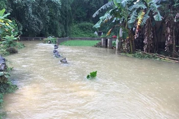 Heavy rains inundate over 900 houses in Cao Bang
