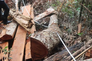 Bac Kan authorities to prosecute deforestation culprits