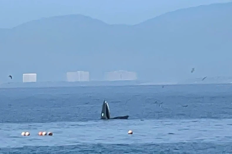 A whale is spotted in Nha Trang bay. (Photo published by VNA)