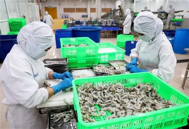 An export shrimp processing line in HCM City. (Photo: VNA)