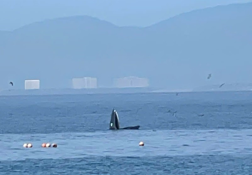 A whale is spotted in Nha Trang bay. (Photo published by VNA) 