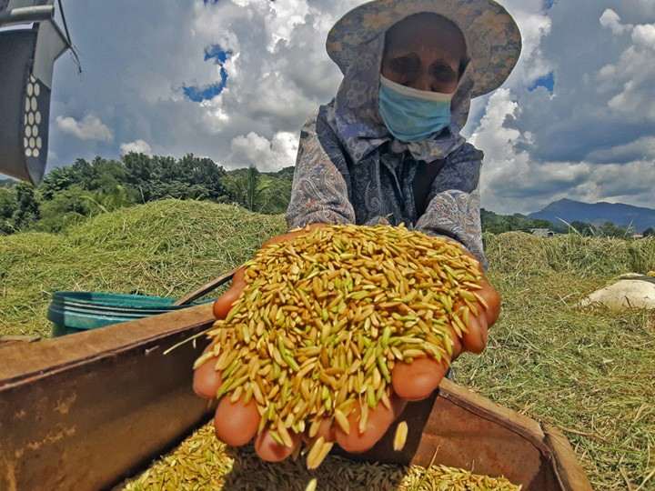 Stronger local harvest drives down Philippine rice imports by 21%. (Photo: businessmirror.com.ph)