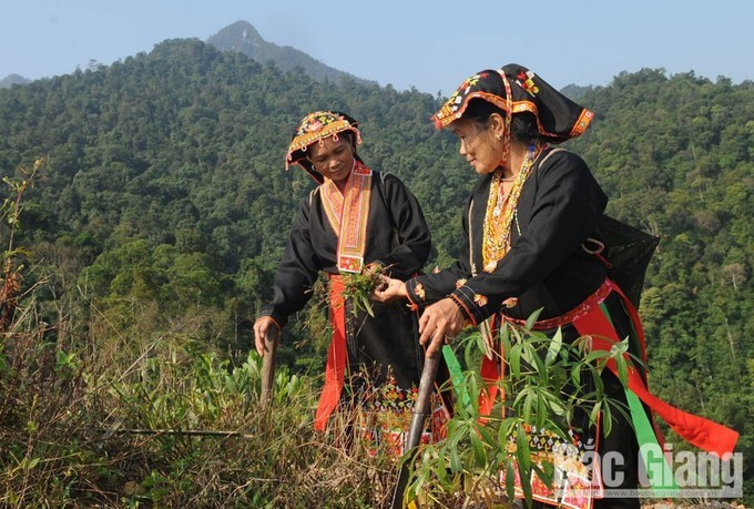 Dao ethnic people in Tay Yen Tu town grow medicinal herbs. (Photo: baobacgiang.com.vn) 