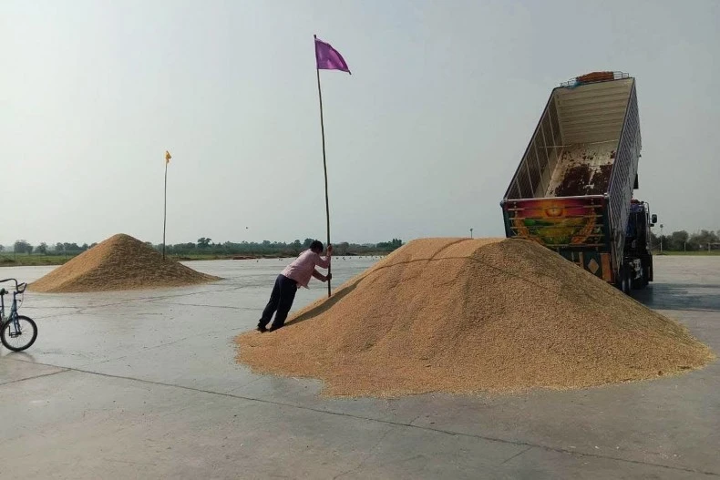 A pile of paddy rice is dumped by a truck. (Photo: bangkokpost.com) 