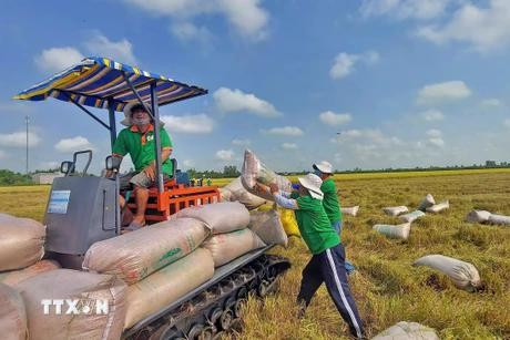 Vietnam strengthens foothold in the Canadian rice market (Photo: VNA) 