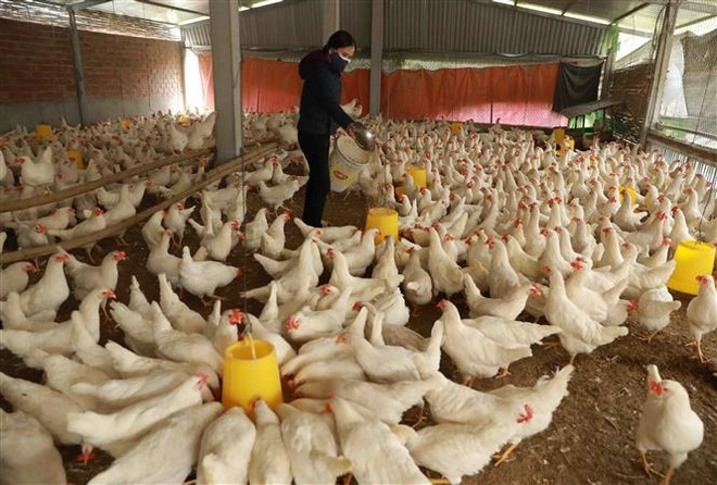 Vietnam’s livestock exports reach 447.5 million USD in the first nine months. (Photo: VNA)