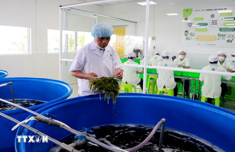 Workers handle the preliminary processing of sea grapes before production. (Photo: VNA) 