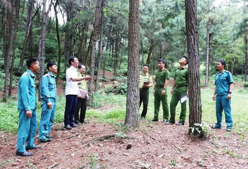 Forest rangers in Hanoi inspect woodland areas in Trung Gia commune. (Photo: hanoimoi.vn) 