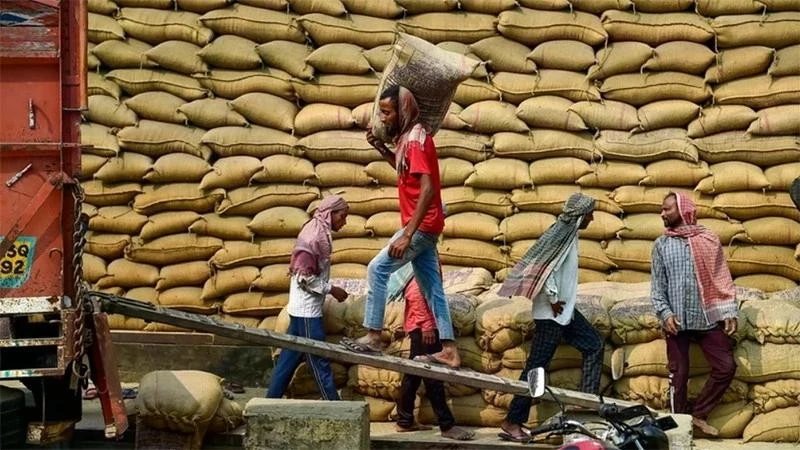 Workers transport rice at a warehouse in Jalandhar city, India. (Photo: ANI/VNA)