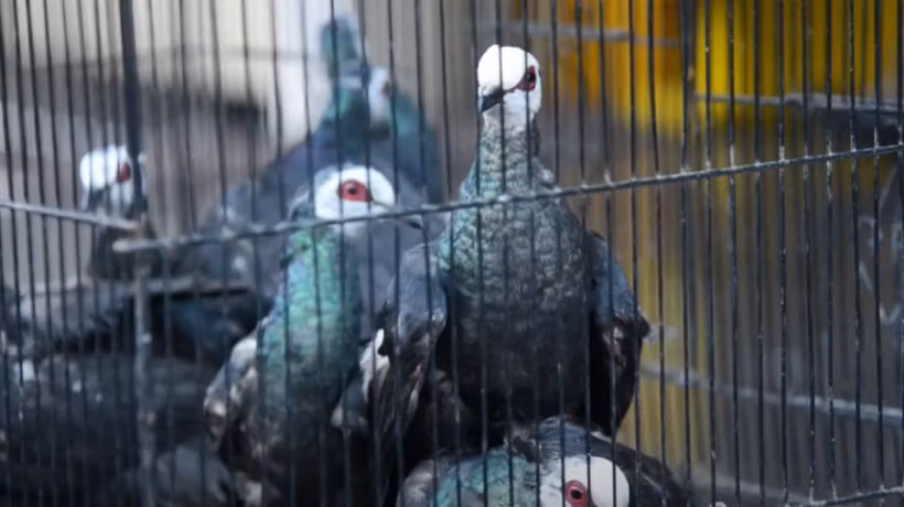 1,200 endangered birds rescued from smuggling operation in Indonesia (Photo: AFP) 