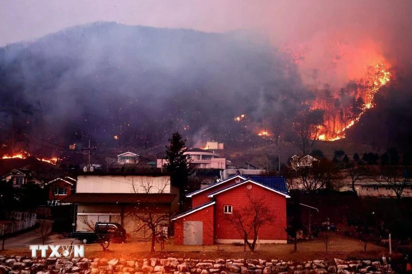 A fierce forest fire in Andong in North Kyungsang province of the RoK on March 25, 2025. (Photo: VNA)