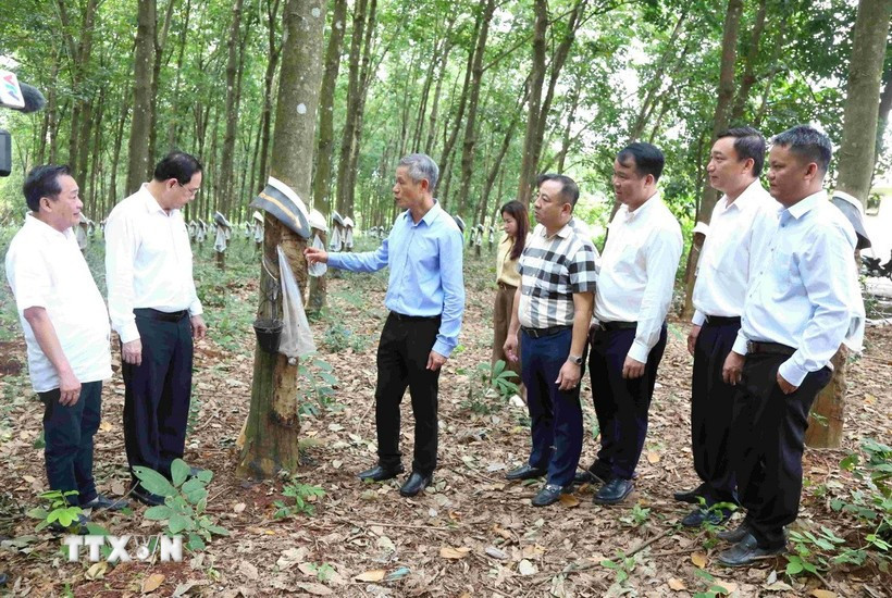 Ambassador Nguyen Minh Vu (third from left) visits the rubber plantation of Hoang Anh Mang Yang K Rubber Development Co., Ltd., a subsidiary of the Vietnam Rubber Group, in Ratanakiri province, Cambodia. (Photo: VNA) 