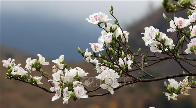 Ban (Bauhinias) Flower Festival will be held from March 13-16 in Dien Bien province (Photo: VNA)