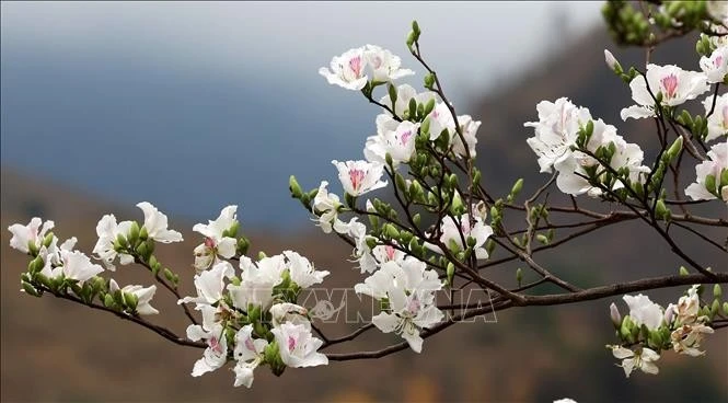 Ban (Bauhinias) Flower Festival will be held from March 13-16 in Dien Bien province (Photo: VNA)