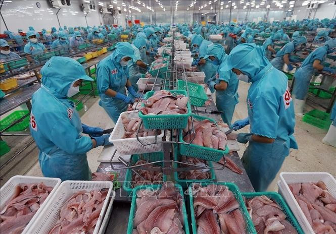 Aquatic exports totalled 5.16 billion USD in the first half of 2025, an increase of 16.9% over the same period last year. (Photo: VNA)