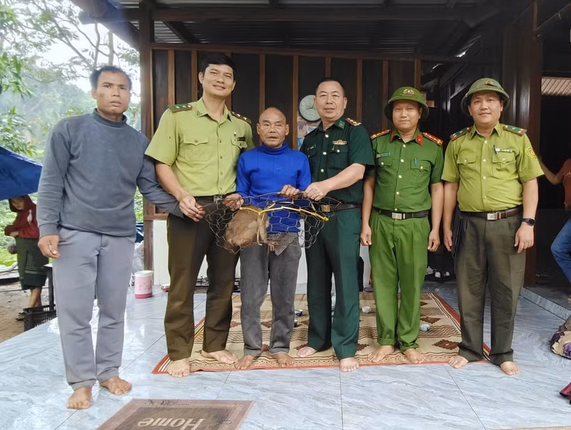 Endangered pig-tailed macaque handed over to authorities in Quang Tri (Photo: VNA)