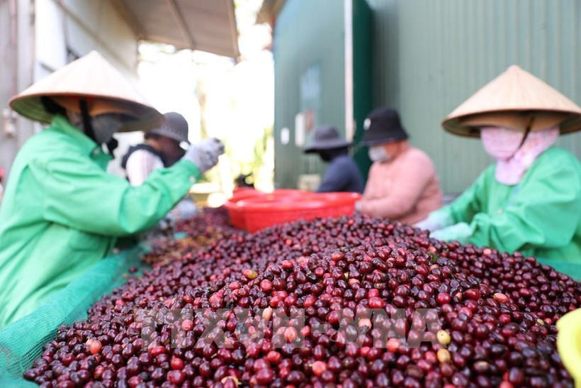 Vietnam coffee exports surge to record high (Photo: VNA)