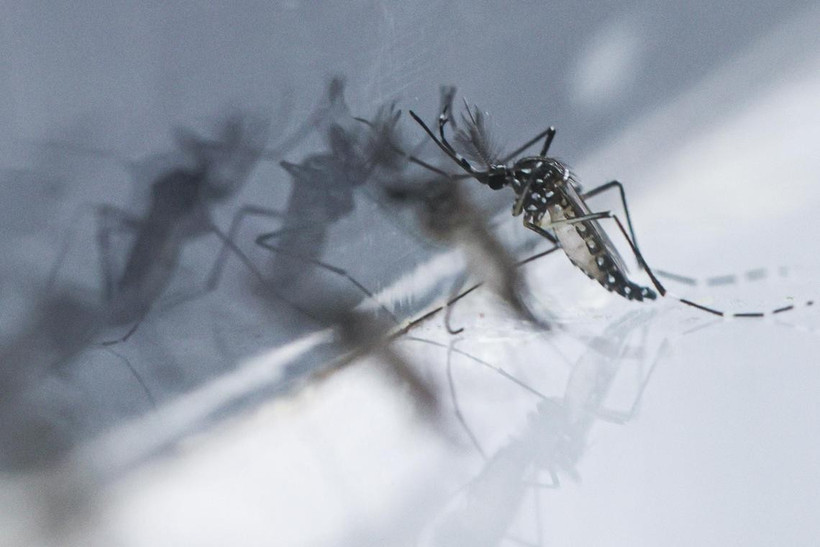 Chikungunya is rarely fatal, but it does cause fever and severe joint pain. (Photo: The Straits Times) 