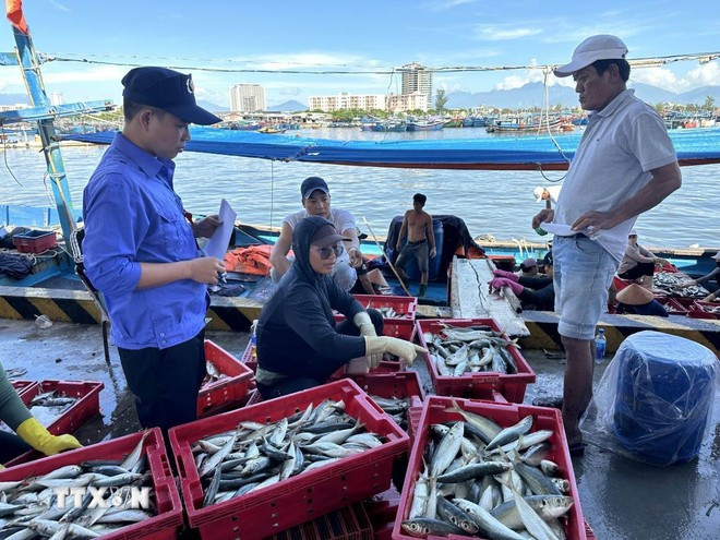 A staff member of the Tho Quang fishing port management team inspects the catch volume of a fishing vessel upon arrival. (Photo: VNA)