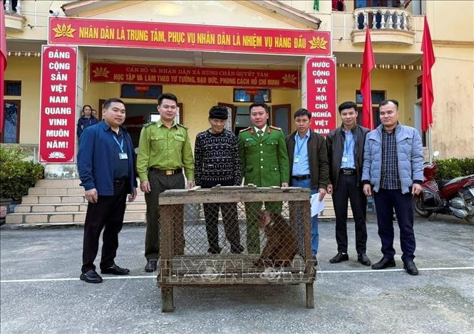 Red-faced monkey surrendered to authorities in Nghe An (Photo: VNA)