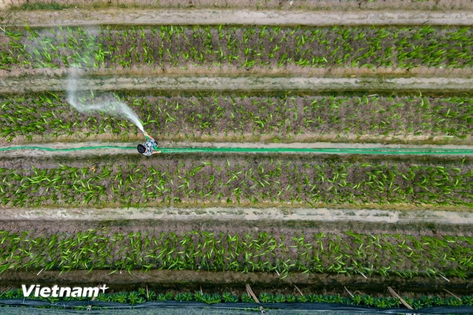 As Tet is only one month away, farmers in Me Linh, known as Hanoi's flower-growing hub, are focusing their attention on nurturing their crops during this crucial year-end period. (Photo: VietnamPlus)