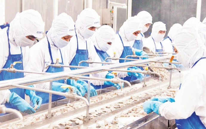 Workers process frozen shrimp for export at the Coastal Fisheries Development Company (COFIDEC), Ho Chi Minh City. (Photo: nhandan.vn)