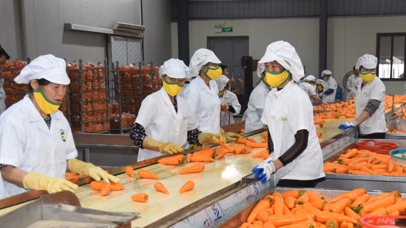 Fruit and vegetable exports are expected to reach the 8-billion-USD mark in 2025. (Photo: nhandan.vn)