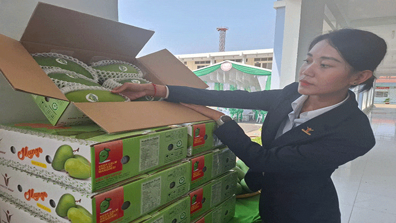 Tien Giang ships the first batch of green-skinned "tuong" (elephant) mangoes to the US at a ceremony held on March 19. (Photo: nhandan.vn)