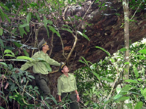 Nature preservation in Central, Central Highlands needs overhaul ảnh 1 Nature preservation in Central, Central Highlands needs overhaul ảnh 1