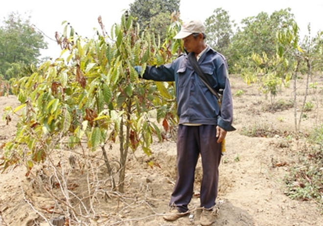 Drought takes toll on coffee plantation in Central Highlands ảnh 1