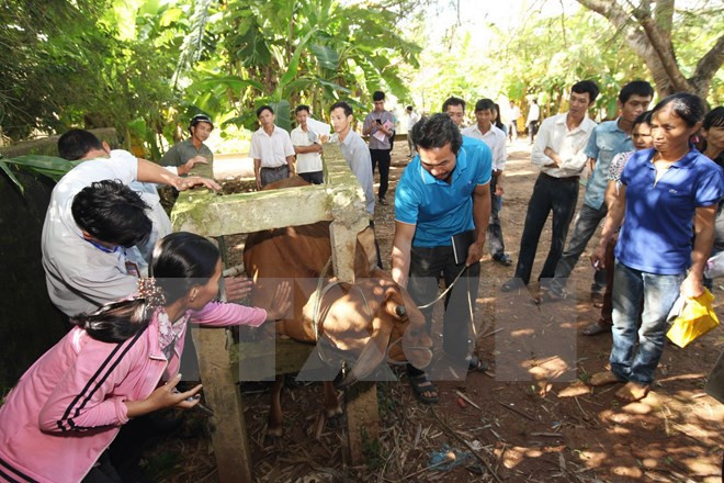 Farmers ease shortage of vocational teachers ảnh 1