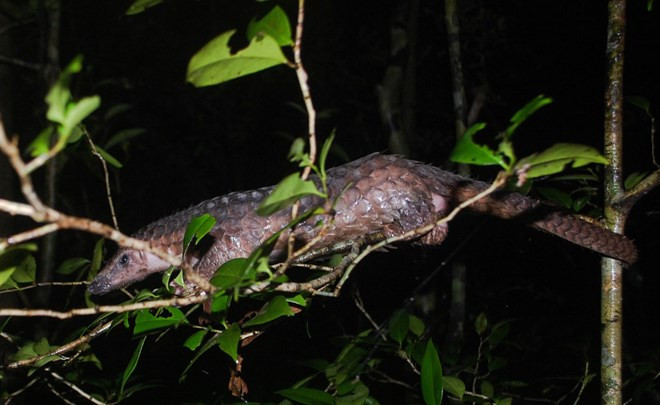  Over 60 critical endangered pangolins saved ảnh 1