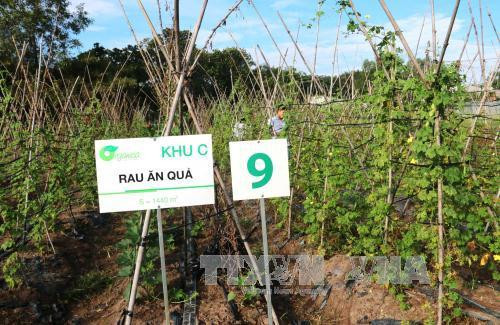 Tay Ninh eyes hi-tech agriculture cooperation with Japan ảnh 1