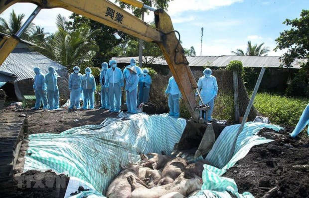 Hanoi culls thousands of pigs due to African swine fever ảnh 1 Hanoi culls thousands of pigs due to African swine fever ảnh 1
