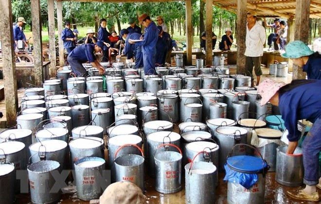 Vietnam’s rubber exports drop in May ảnh 1