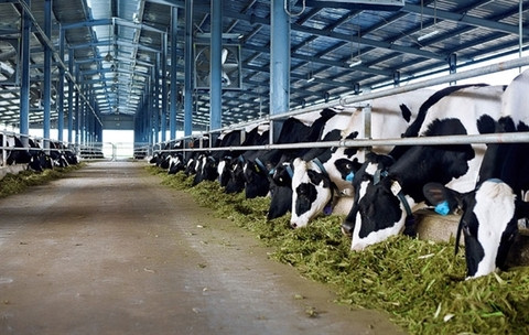 Vinamilk plans another dairy farm in Ha Tinh ảnh 1 Vinamilk plans another dairy farm in Ha Tinh ảnh 1