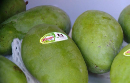 Son La exports more mangoes to UK ảnh 1