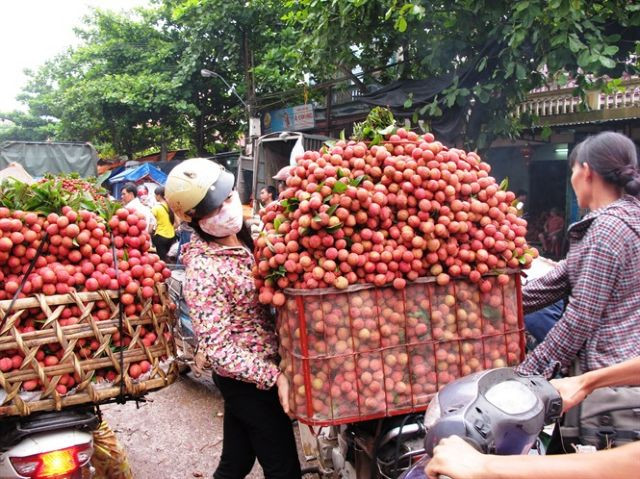 Vietnam becomes second largest exporter of lychees ảnh 1 Vietnam becomes second largest exporter of lychees ảnh 1