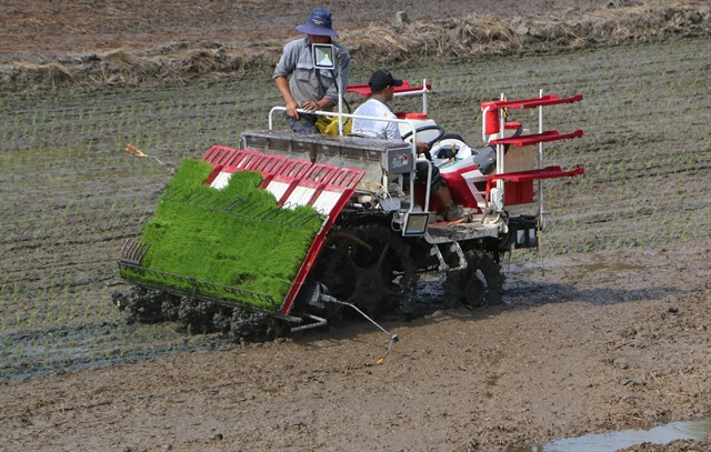Mekong Delta embraces smart rice farming ảnh 1 Mekong Delta embraces smart rice farming ảnh 1