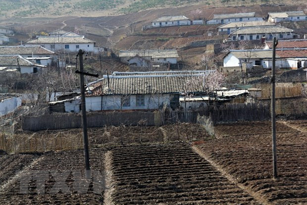 Vietnam helps DPRK natural disaster victims with 5,000 tons of rice ảnh 1
