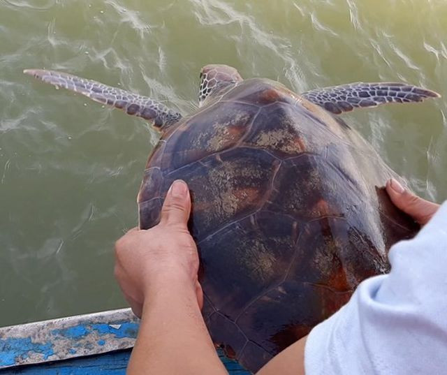 Fisherman releases rare turtle into ocean ảnh 1 Fisherman releases rare turtle into ocean ảnh 1