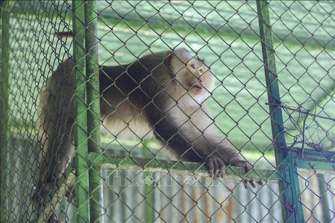 Tay Ninh: Many rare, endangered animals rescued ảnh 2