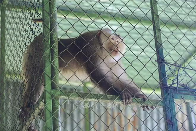 Tay Ninh: Many rare, endangered animals rescued ảnh 2