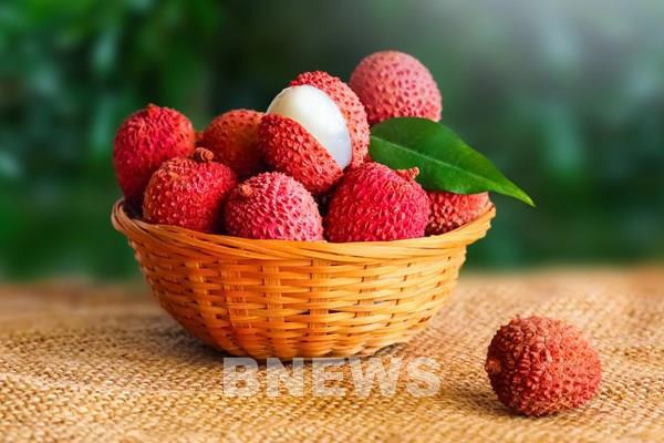 Vietnam Airlines transports fresh lychee to 7 countries in Europe, Asia ảnh 1 Vietnam Airlines transports fresh lychee to 7 countries in Europe, Asia ảnh 1