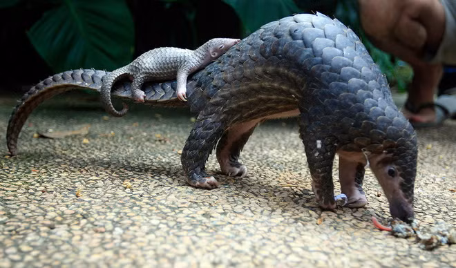 Tay Ninh: Many rare, endangered animals rescued ảnh 1