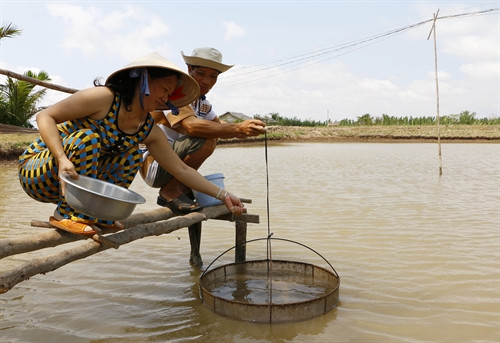 Shrimp breeders lack access to supply chains ảnh 1 Shrimp breeders lack access to supply chains ảnh 1