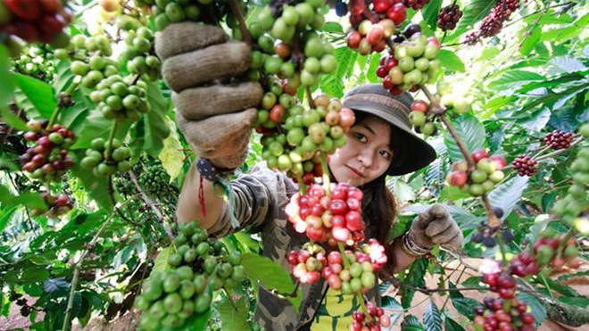 First Vietnamese Coffee Day feted ảnh 1