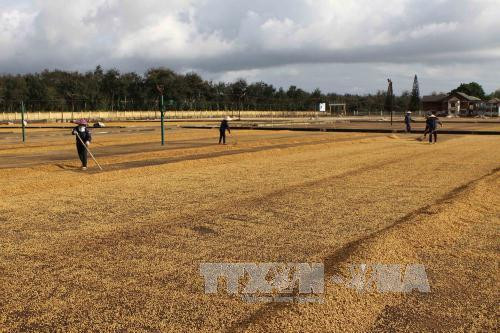 Central Highlands provinces post record export turnover in 2017 ảnh 1 Central Highlands provinces post record export turnover in 2017 ảnh 1