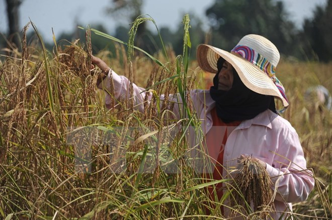 Thai farmers receive support to reduce rice-cultivated areas ảnh 1