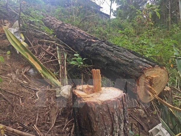 Dak Nong official held for violating forest regulations ảnh 1 Dak Nong official held for violating forest regulations ảnh 1